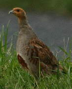 Grey Partridge