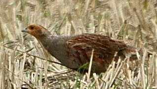 Grey Partridge