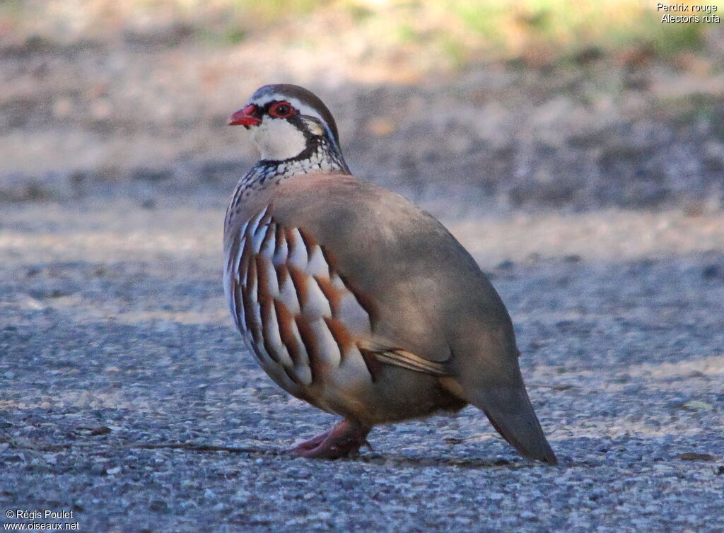 Red-legged Partridgeadult, identification