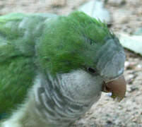 Monk Parakeet