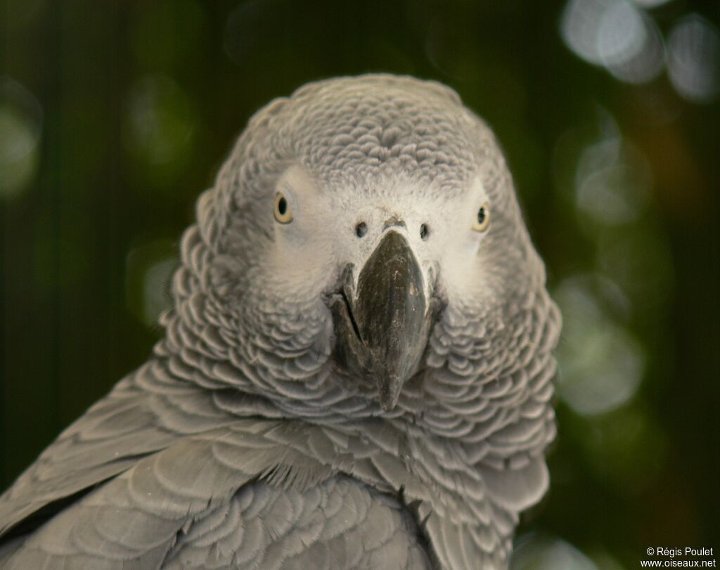 Grey Parrot
