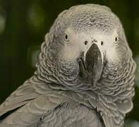 Grey Parrot