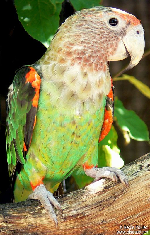 Perroquet robuste femelle adulte, identification