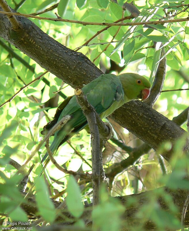 Rose-ringed Parakeet female adult breeding