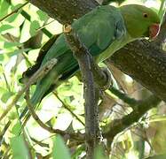 Rose-ringed Parakeet