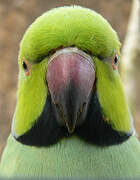 Rose-ringed Parakeet