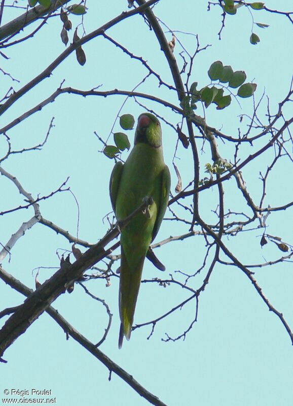Rose-ringed Parakeet male adult breeding