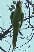 Rose-ringed Parakeet