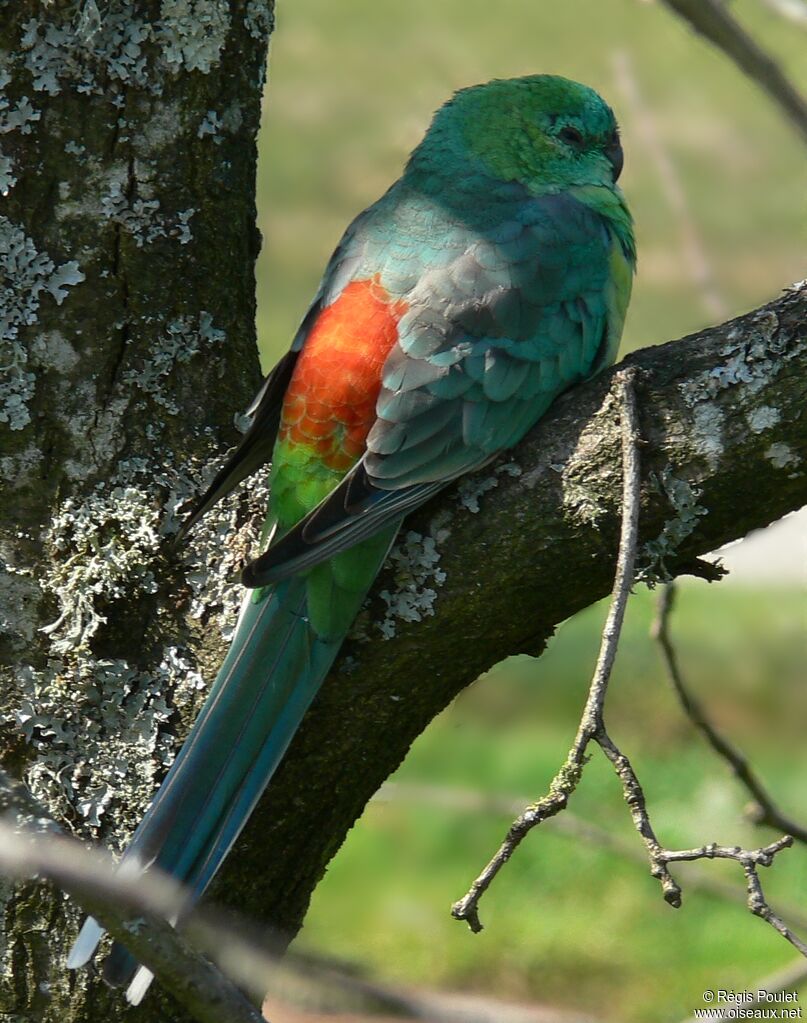 Red-rumped Parrot male adult