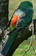 Red-rumped Parrot