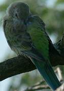 Red-rumped Parrot