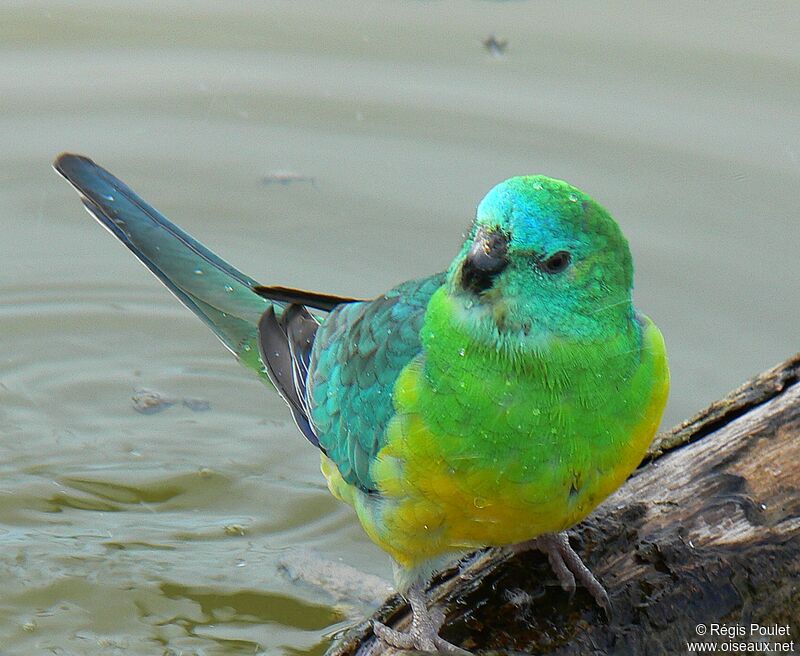 Red-rumped Parrot male adult