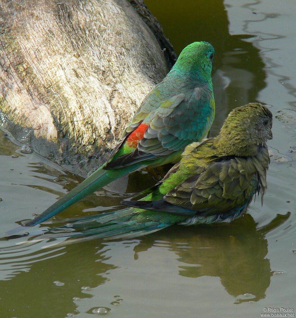 Red-rumped Parrot 