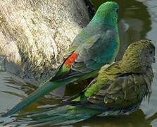 Red-rumped Parrot