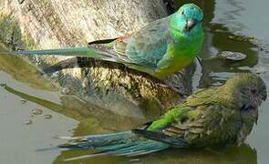 Red-rumped Parrot