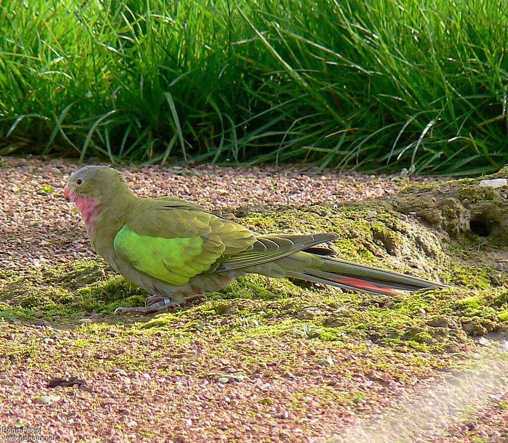 Princess Parrot