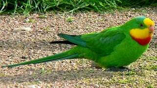 Superb Parrot