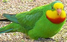 Superb Parrot