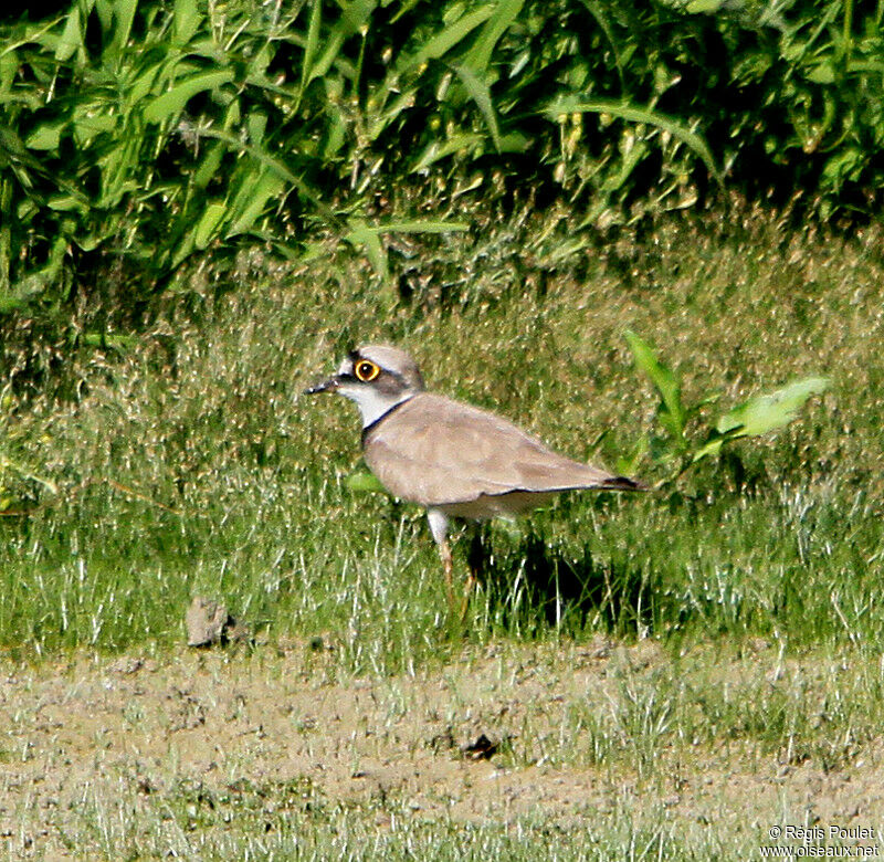 Petit Gravelot mâle adulte nuptial, identification