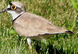 Little Ringed Plover