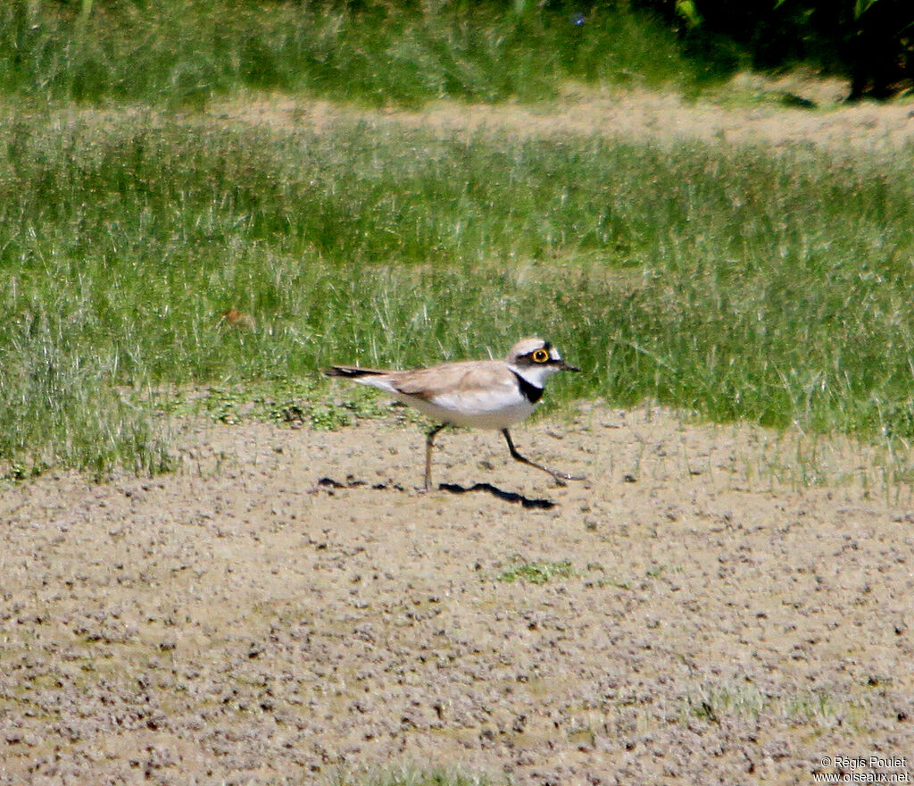 Petit Gravelot mâle adulte, identification