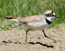 Little Ringed Plover