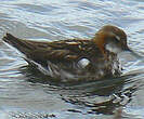 Phalarope à bec étroit