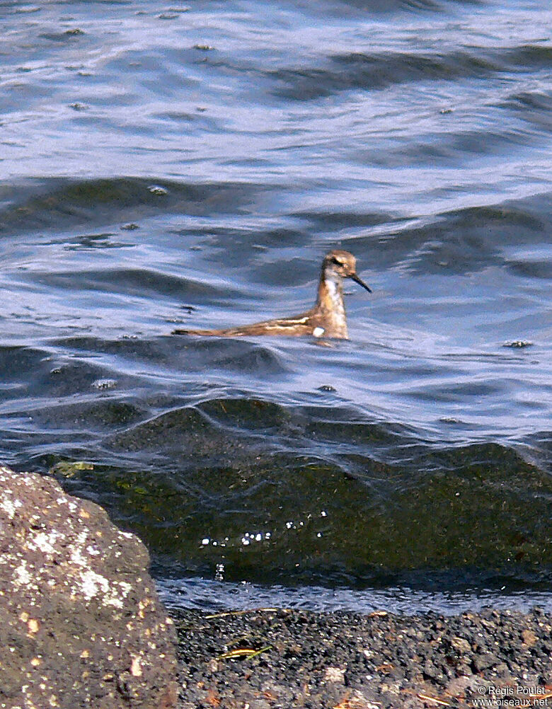 Red-necked Phalaropeadult