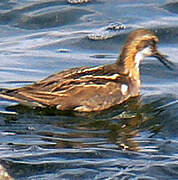 Phalarope à bec étroit