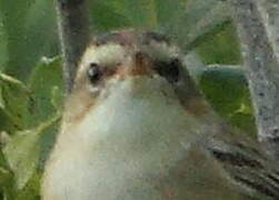 Sedge Warbler