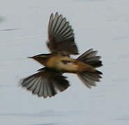 Sedge Warbler