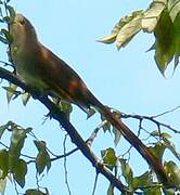 Squirrel Cuckoo