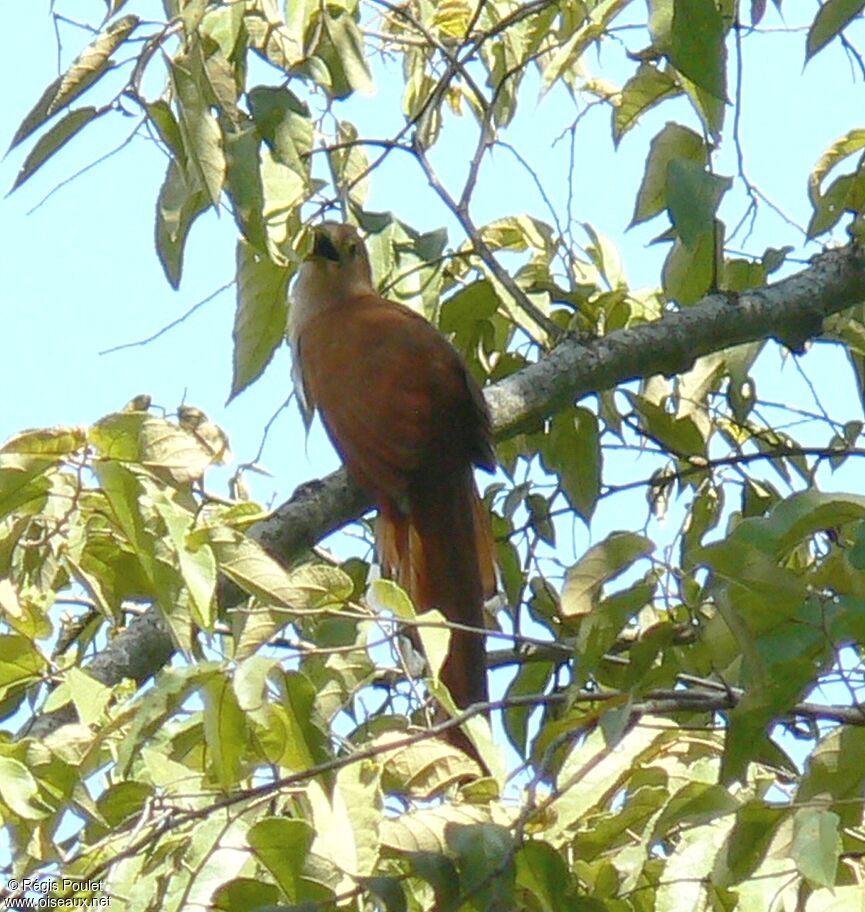 Piaye écureuiladulte