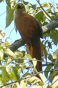 Squirrel Cuckoo