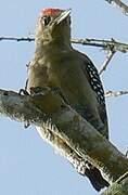 Red-crowned Woodpecker