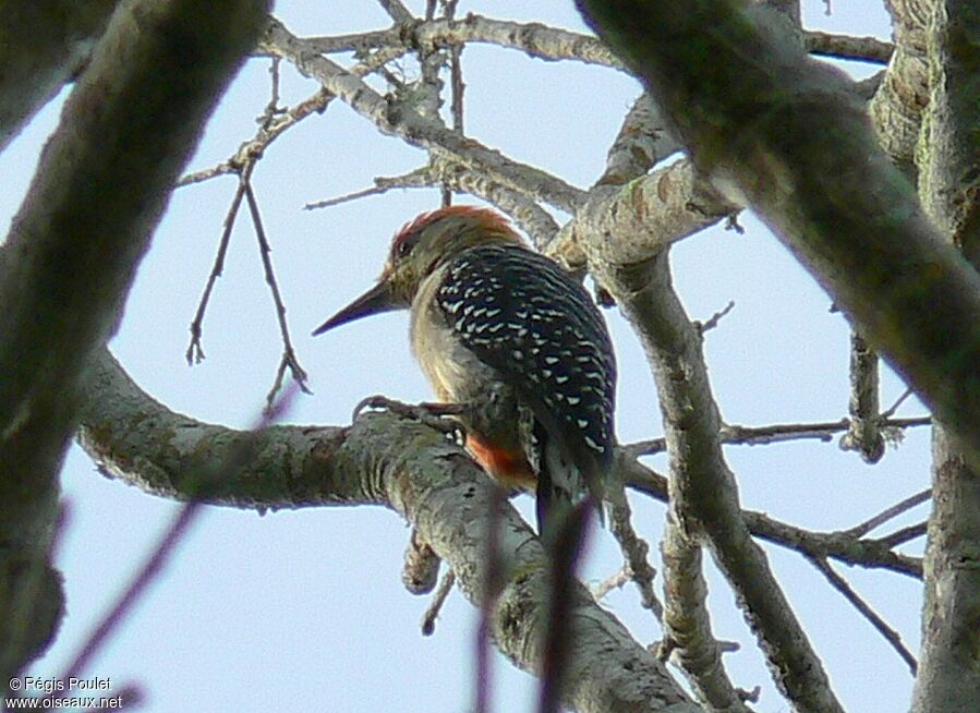 Red-crowned Woodpeckeradult