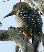 Red-crowned Woodpecker