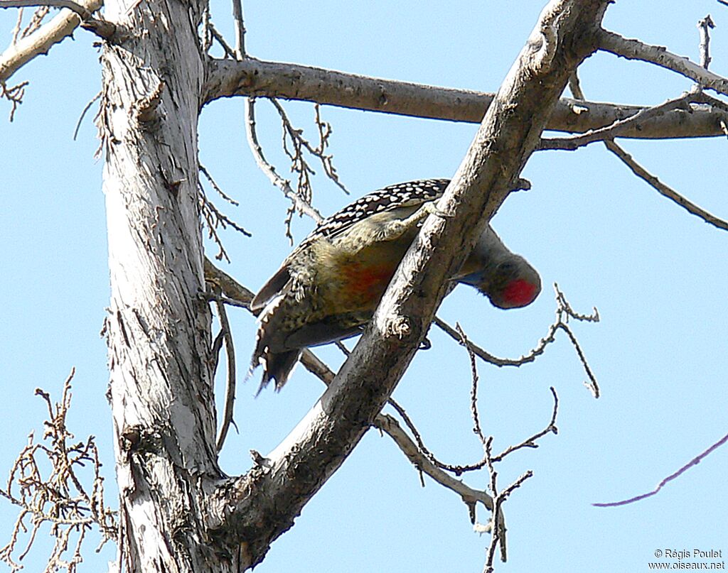 Red-crowned Woodpecker