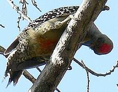 Pic à couronne rouge