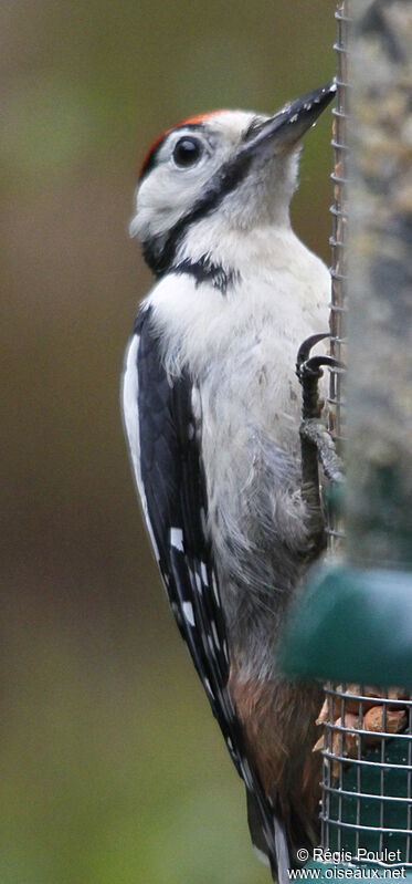 Great Spotted Woodpecker male juvenile, feeding habits