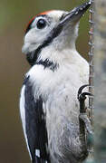 Great Spotted Woodpecker