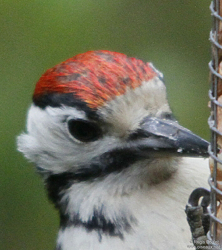 Great Spotted Woodpecker male juvenile