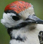 Great Spotted Woodpecker