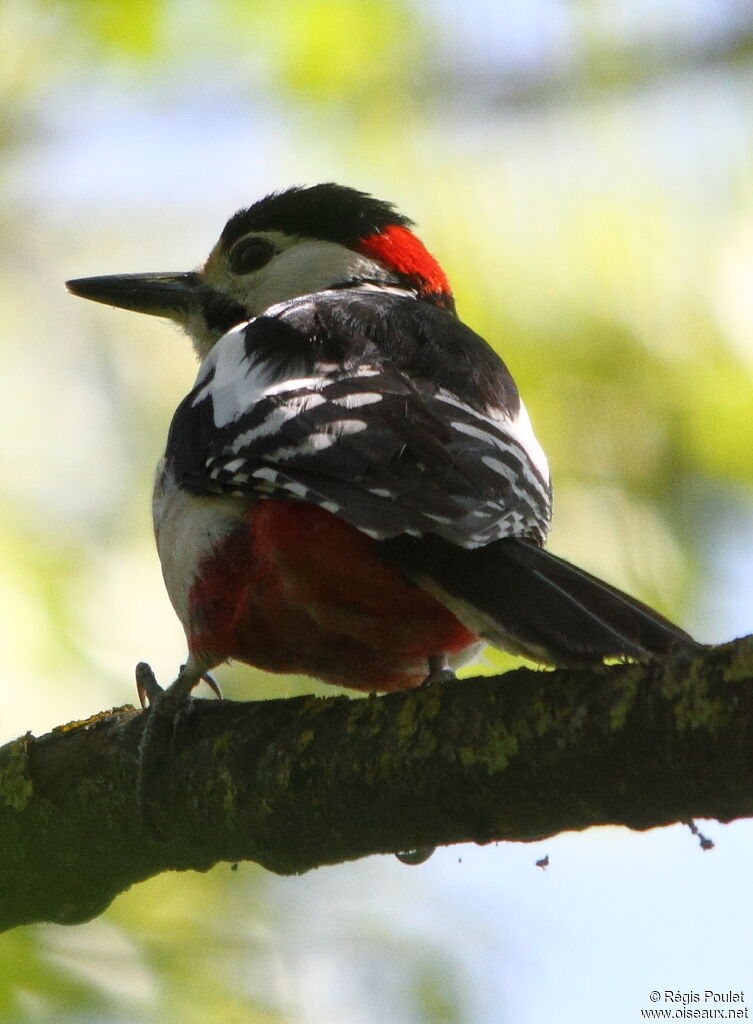 Great Spotted Woodpecker male adult, identification