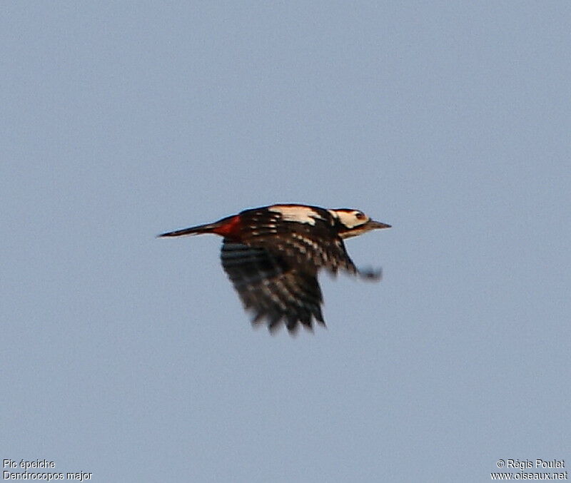 Great Spotted Woodpeckeradult, Flight