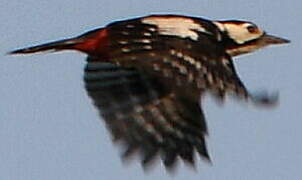 Great Spotted Woodpecker