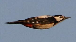 Great Spotted Woodpecker