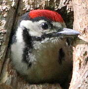 Great Spotted Woodpecker