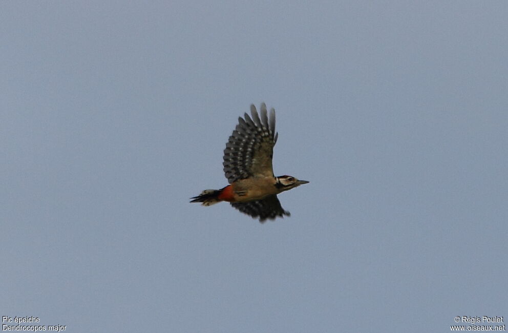 Great Spotted Woodpecker, Flight