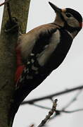 Great Spotted Woodpecker